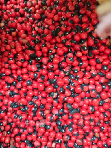 Rosary pea, Crab's eye, Chirmi or Gunja seeds (1KG)